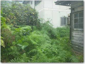 ジャングル状態のお庭の写真