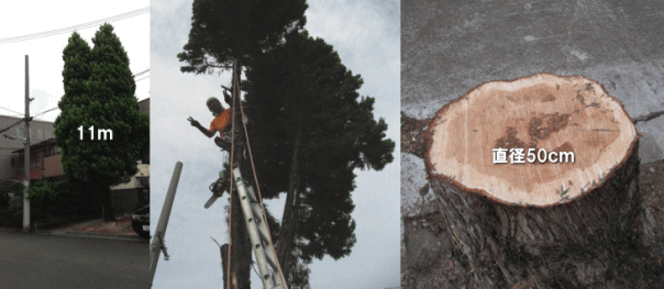 施工事例障害樹、高さ11ｍ、太さ50cmのゴールドクレストの伐採