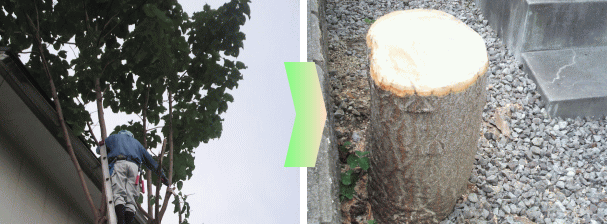 施工事例障害樹、トユを破壊する桐の木の伐採