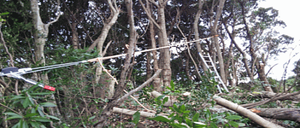 施工事例造成、裏山に小屋を建てるための邪魔な木を伐採